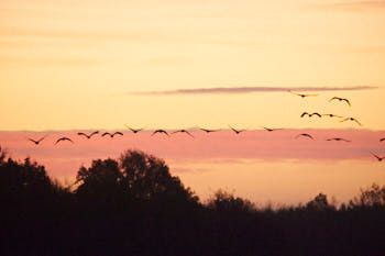 Grues cendrÈes<br>NIKON D700, 500 mm, 6400 ISO,  1/500 sec,  f : 5 